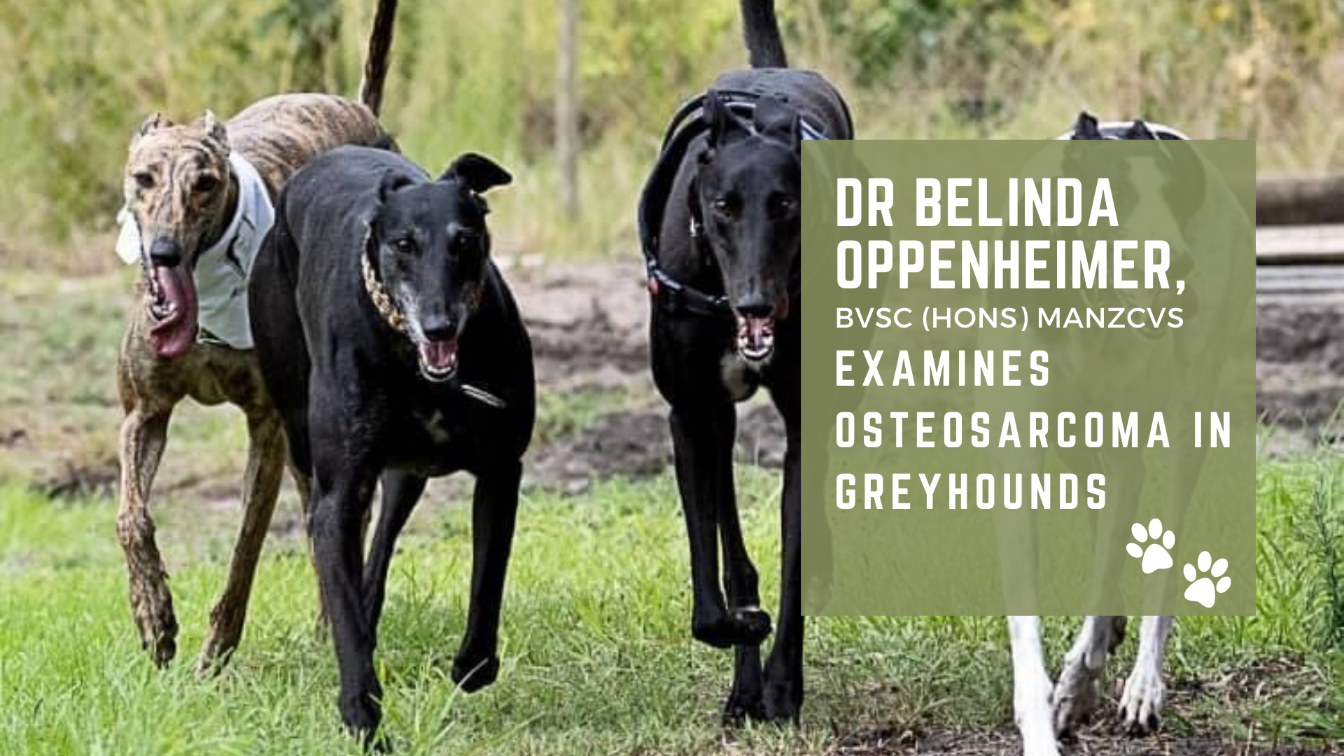 Dr Belinda Oppenheimer examines Osteosarcoma in Greyhounds