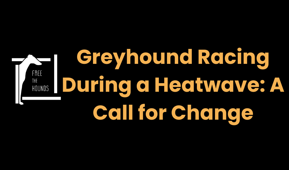 Greyhound Racing During a Heatwave: A Call for Change